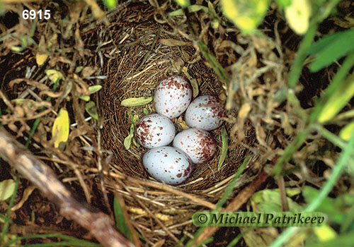 Grasshopper Sparrow (Ammodramus savannarum)